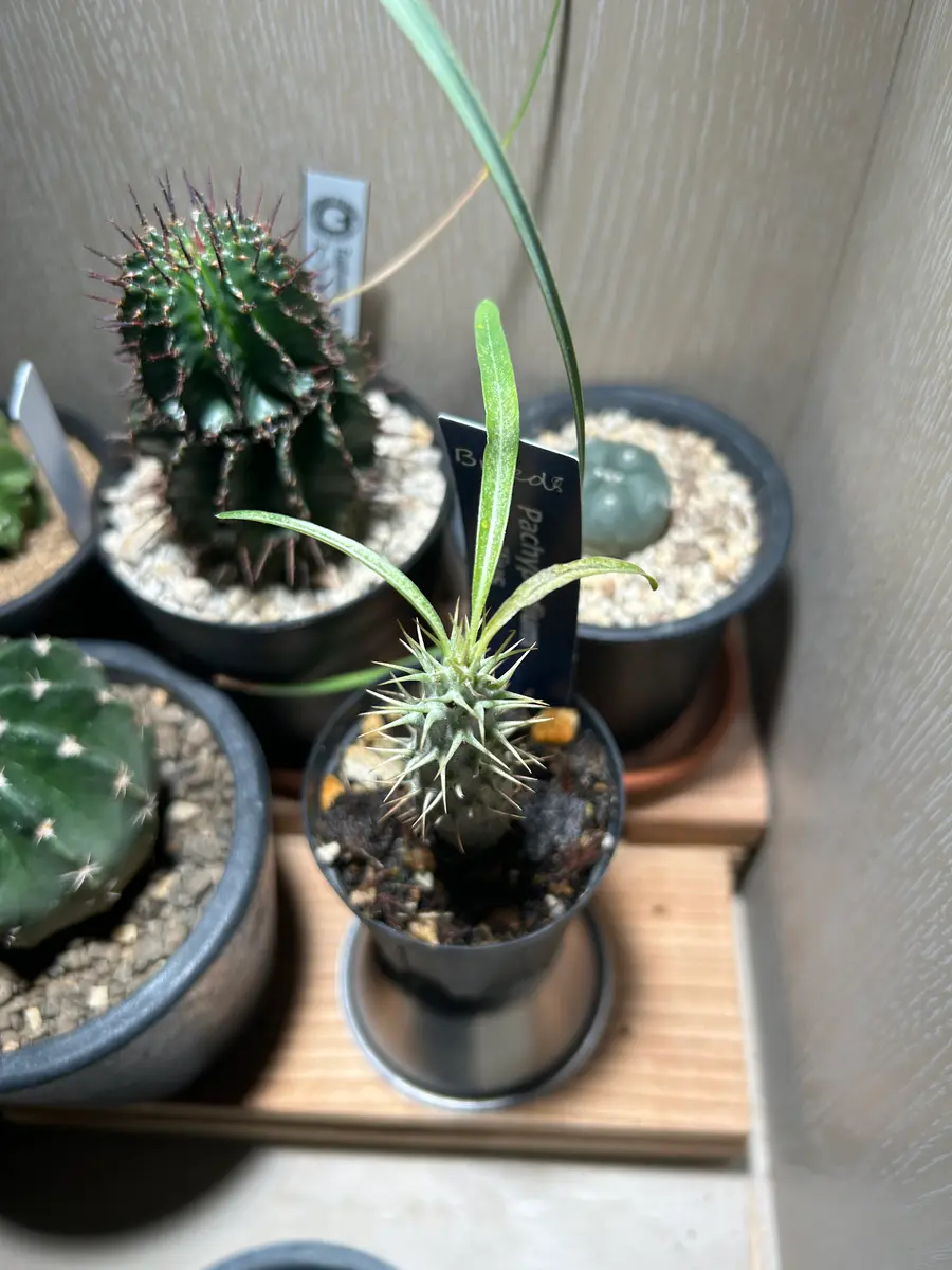 いつもお世話になってます。パキポディウムグラキリスについて｜園芸相談Q＆A｜みんなの趣味の園芸