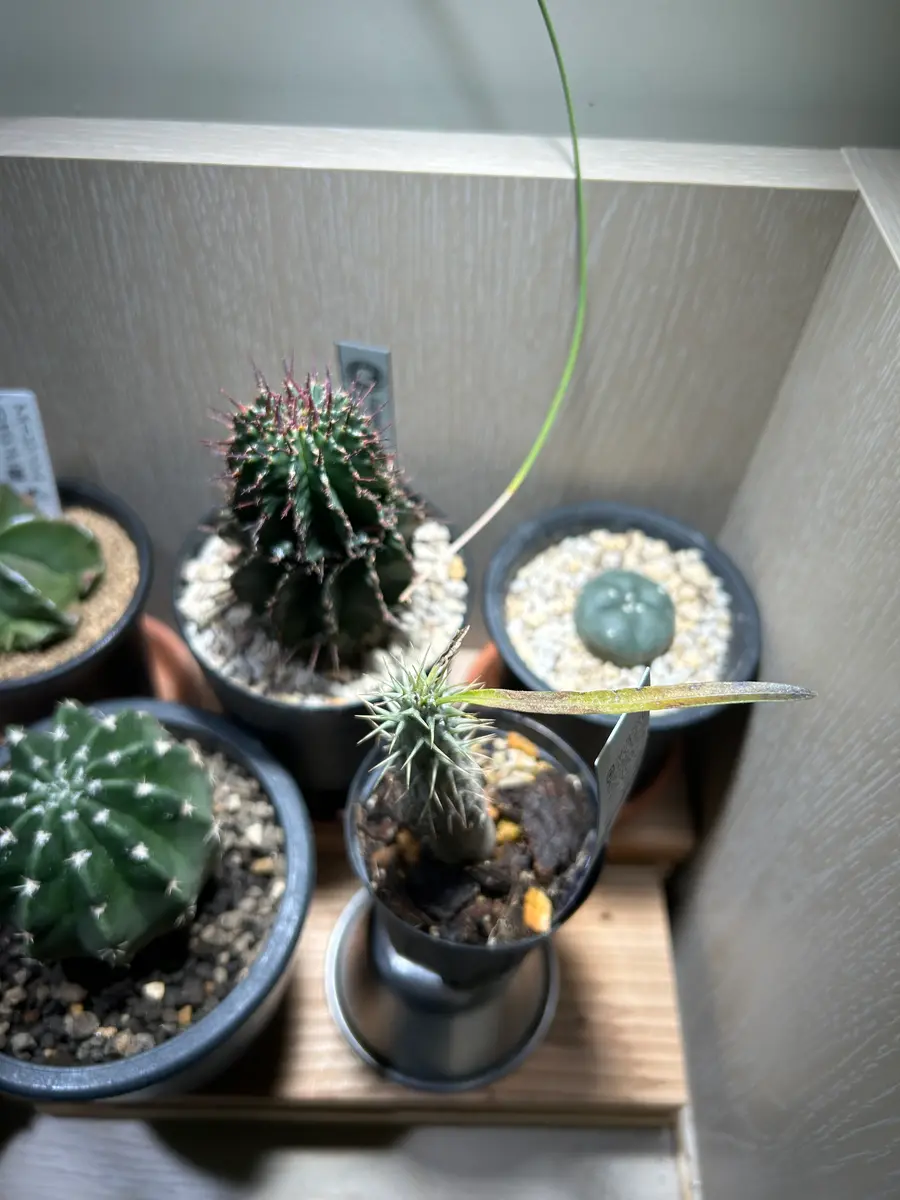 いつもお世話になってます。パキポディウムグラキリスについて