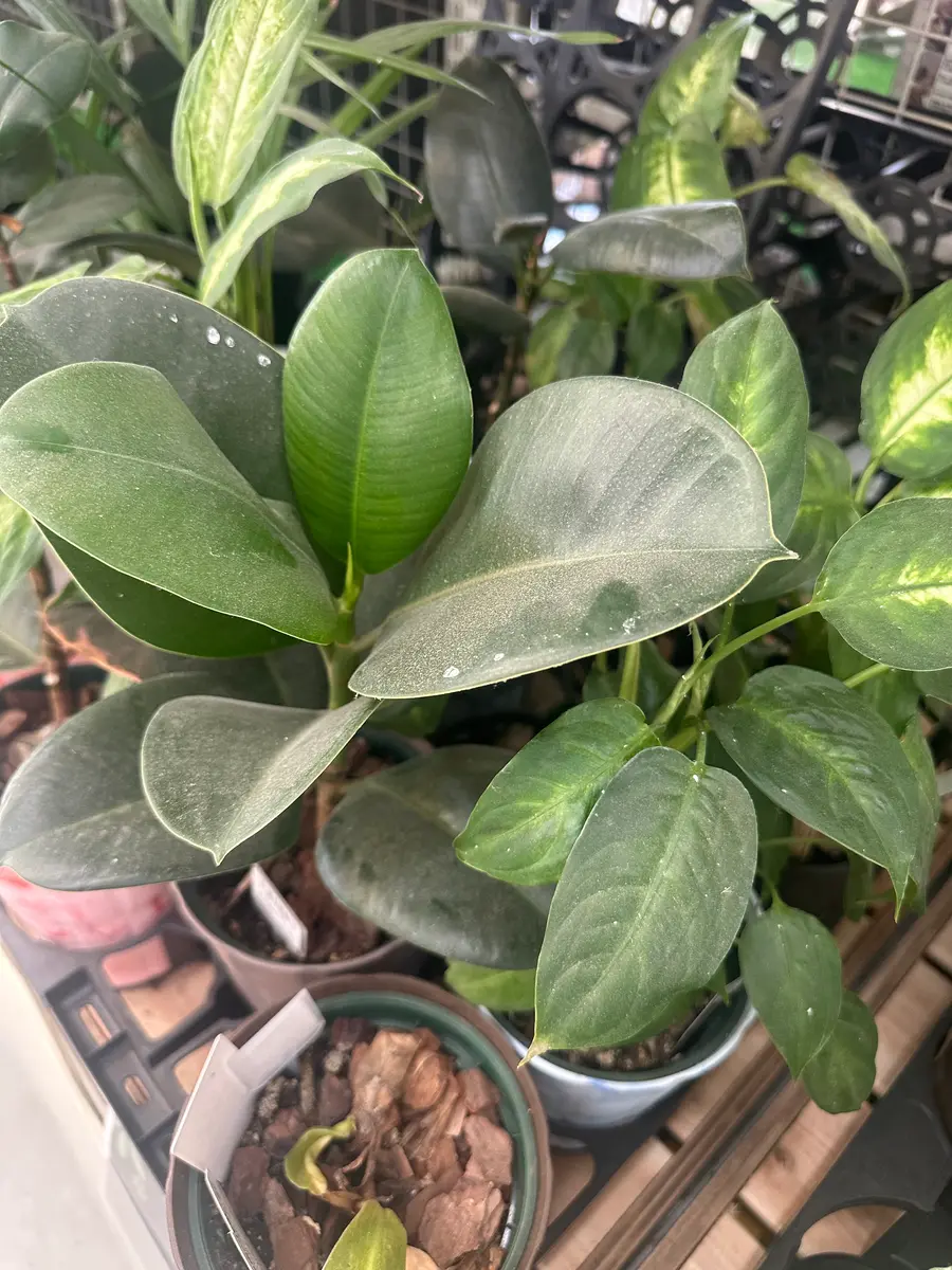 お世話になっています、フィカス植物を集めるを趣味にしていま