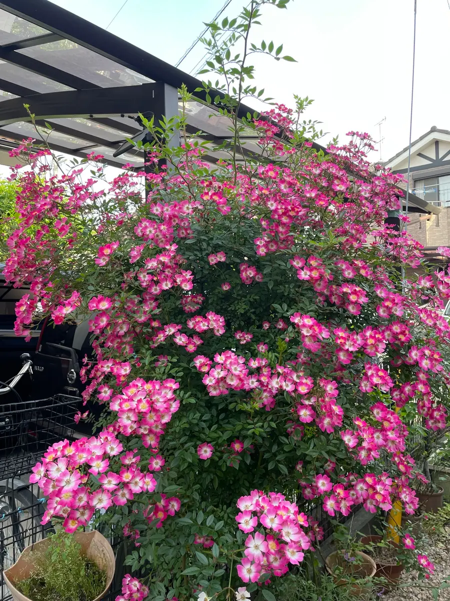 貰ったバラがあるのですが、名前が分からず花色やつるバラ、一
