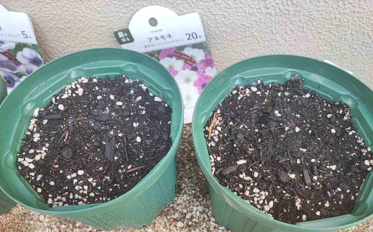 11月末に植えたラナンキュラス、アネモネの球根から芽がでませ