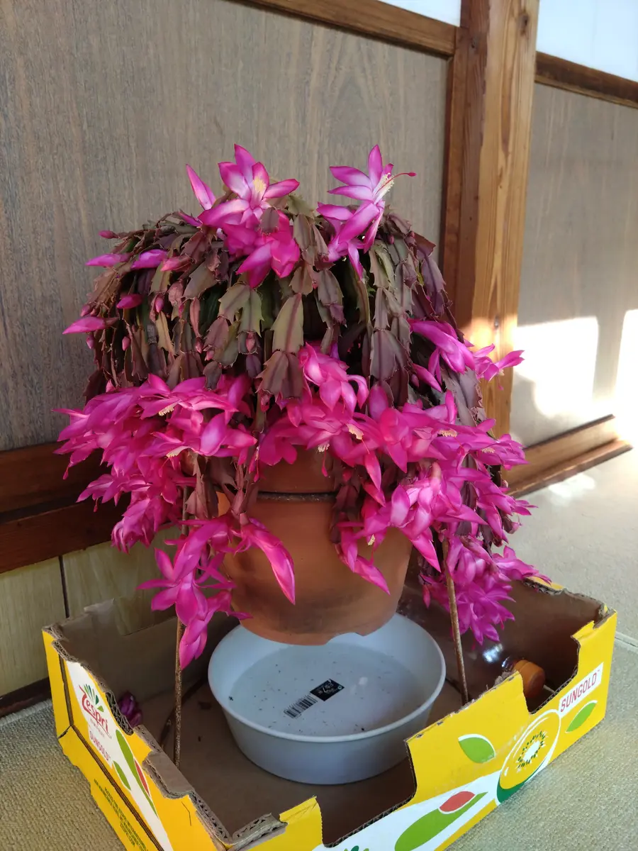 室内でシャコバサボテンの花がいっぱい咲いています。何年か前