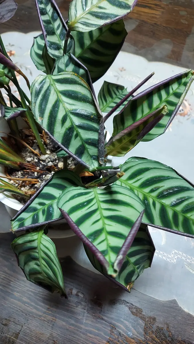 J8344 Hbada オフィスチェア クリーニング済 【リユースのサカイ柏店】