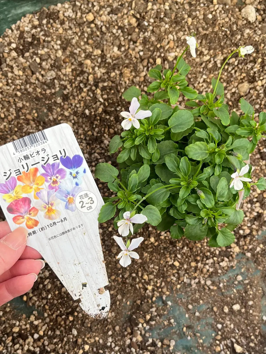 ビオラの花色の変化について教えてください。12月上旬に白に｜園芸