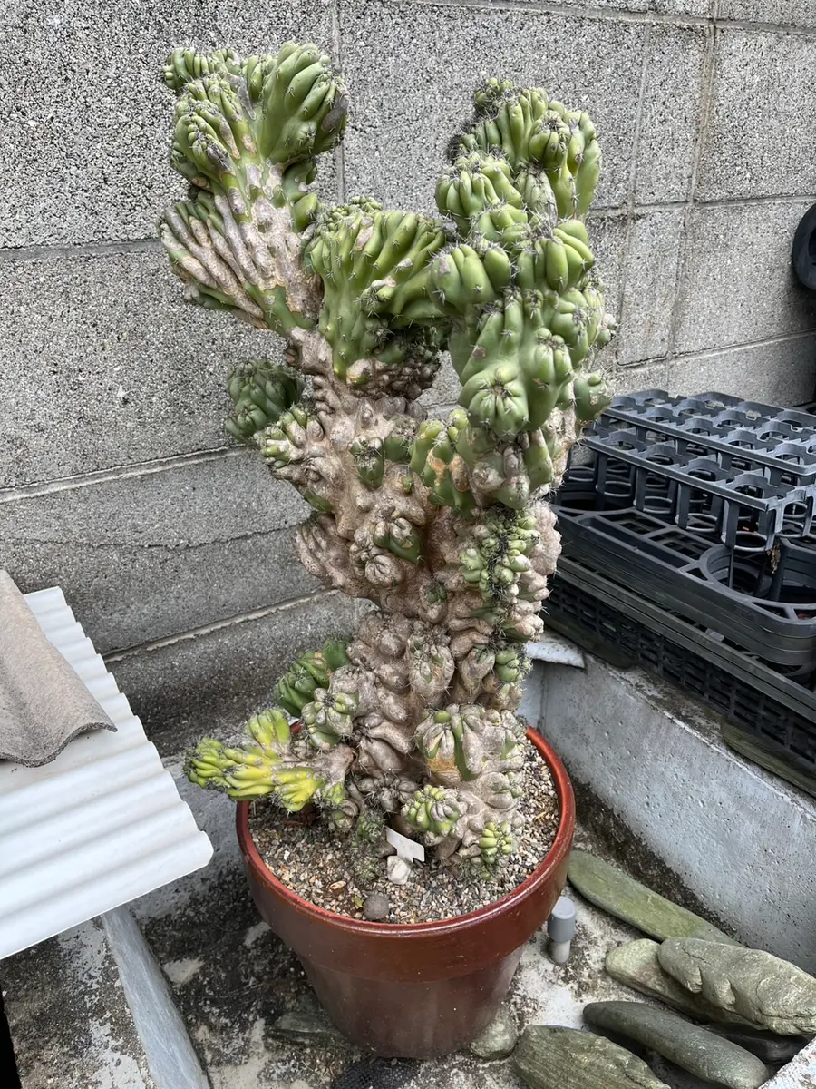 竜神木 サボテン 4.5号鉢 子吹き竜神木🌵 店頭では本日から。オンライン