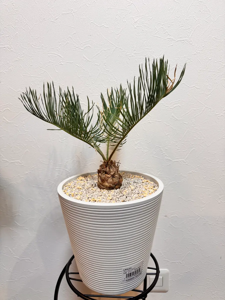 観葉植物が大きくなりすぎてしまいました。どなたかに引き取って