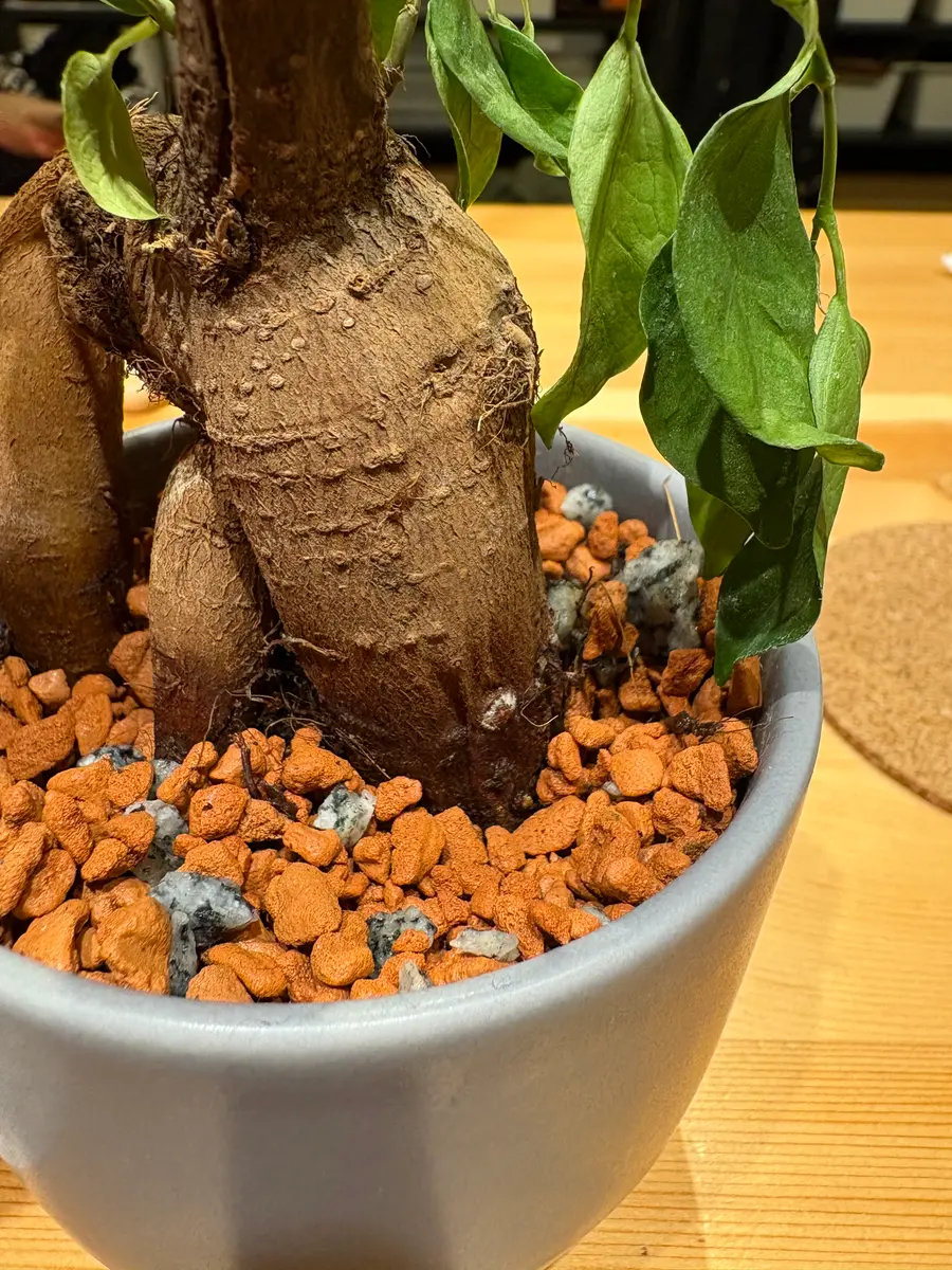 質問失礼いたします。9月頃から育てているガジュマルの調子が｜園芸