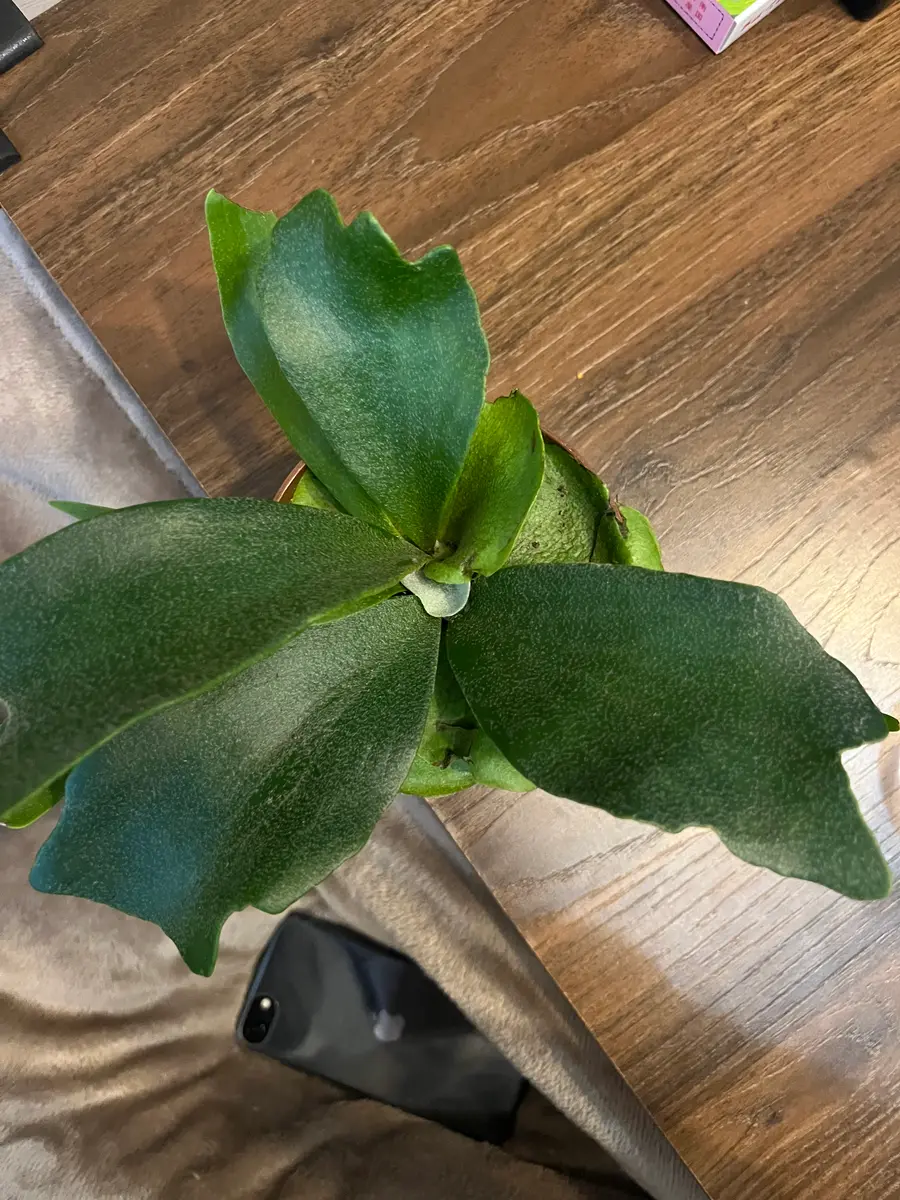 ビカクシダの上下について教えてください。ネットでも散々見た