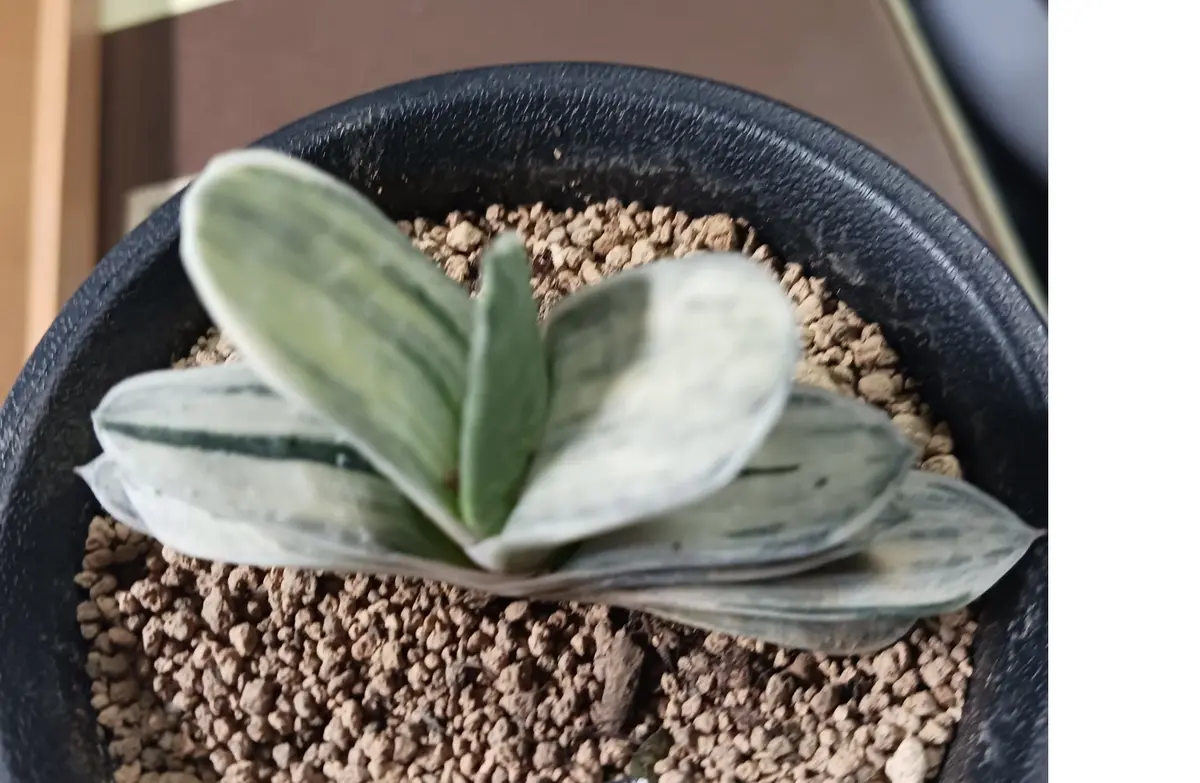 ホームセンターで見つけました。スタッフに聞いたら「ガステリ