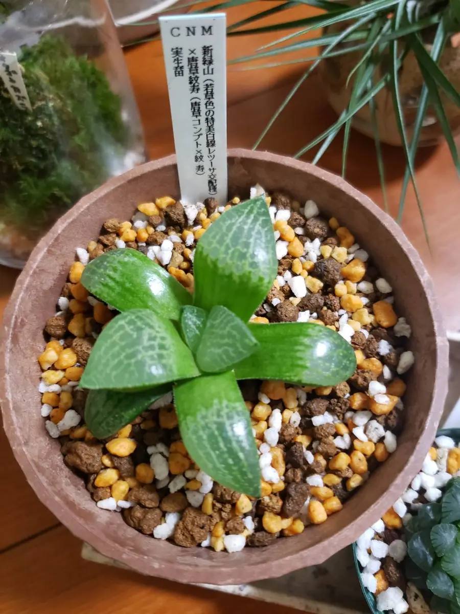 【激安】 58H ハオルチア 多肉植物 孔明燈錦 自家繁殖（神の庭＆錦 ハオルチア・アロエ