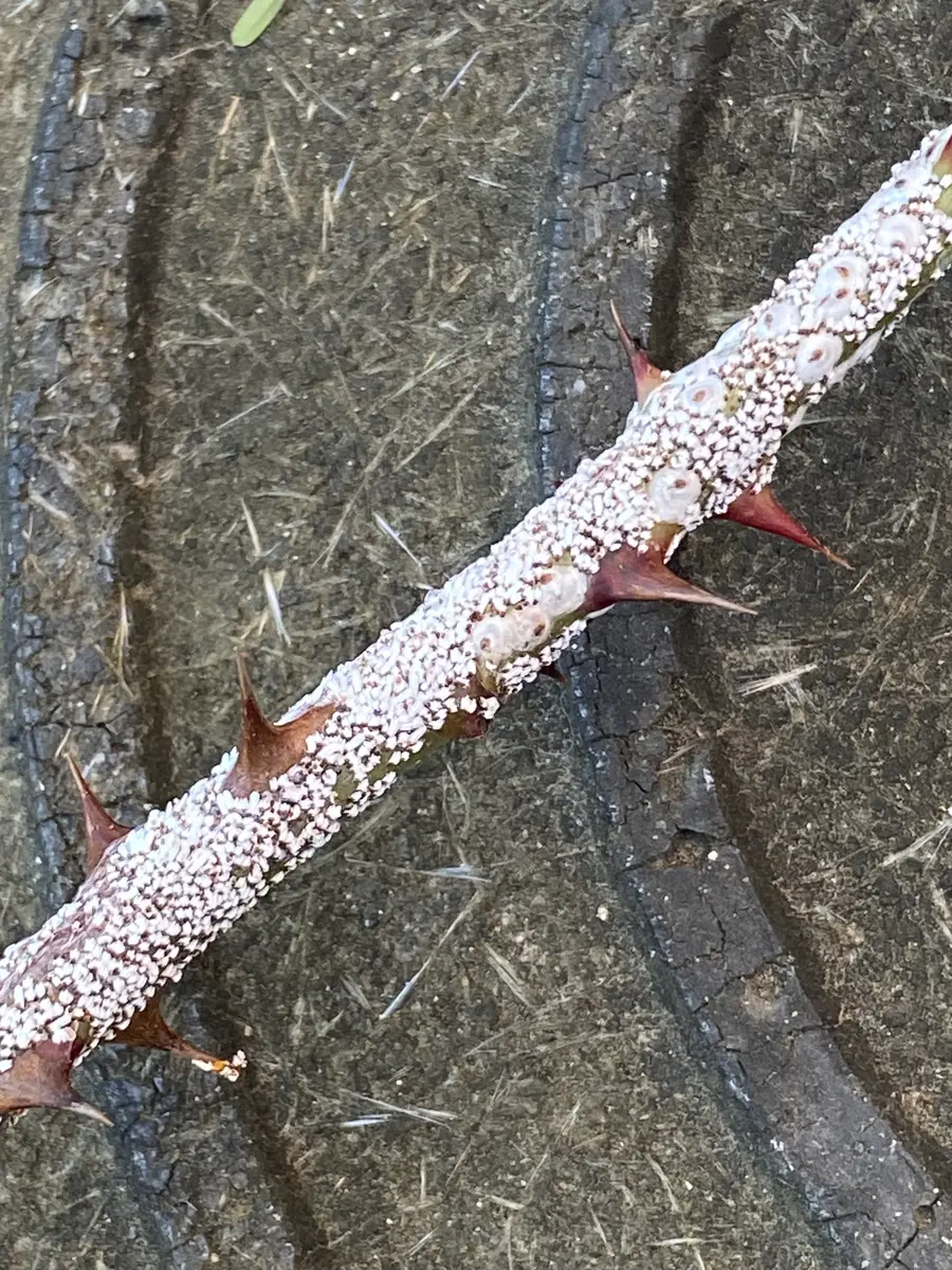地植えのバラの茎にびっしりついてる白い細かい粉のようなもの 地植えのバラの茎にびっしりついてる白い細かい粉のようなもの