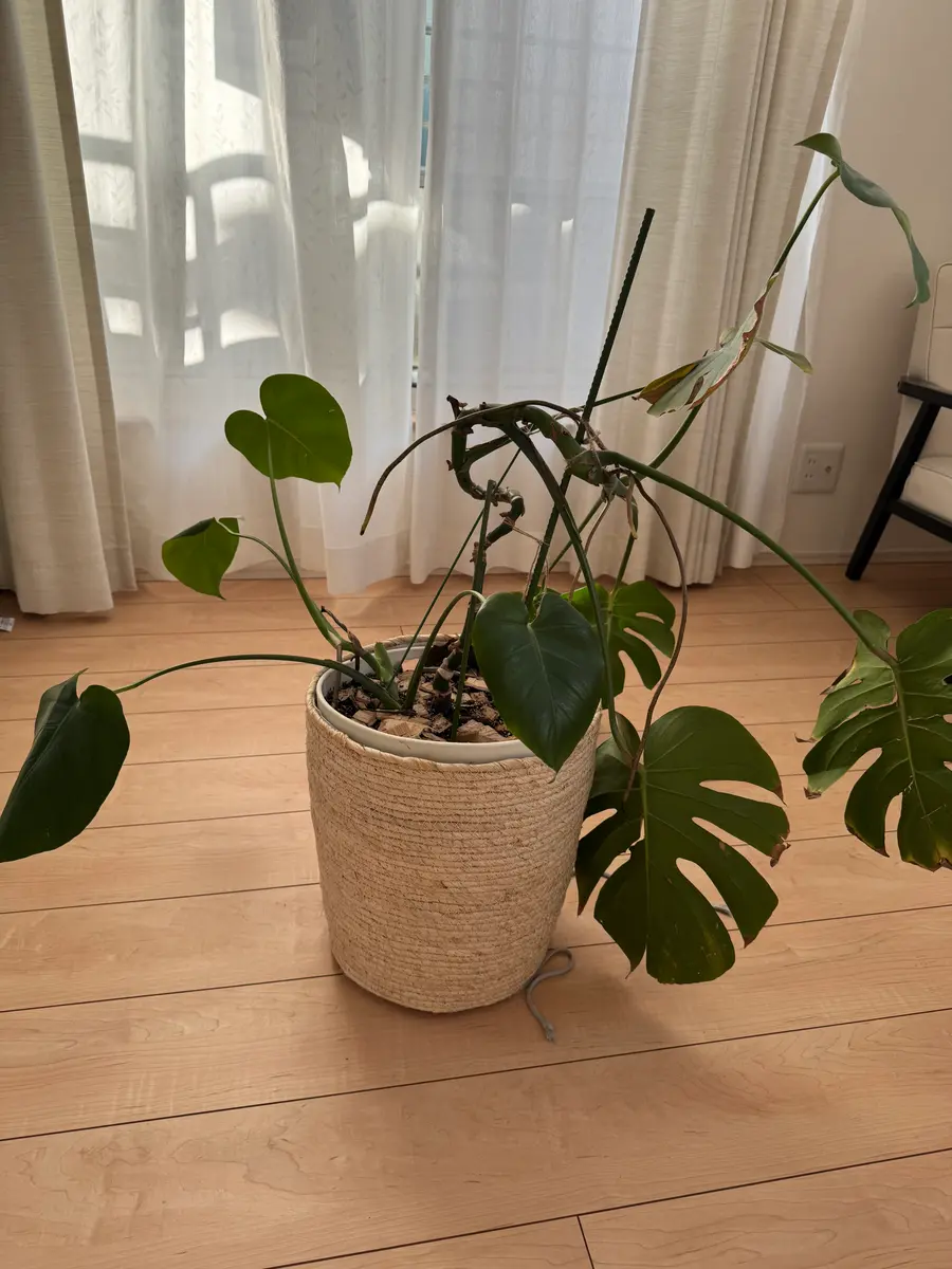 モンステラ　テーブル　葉っぱ　ブラウン モンステラテーブル葉っぱブラウン