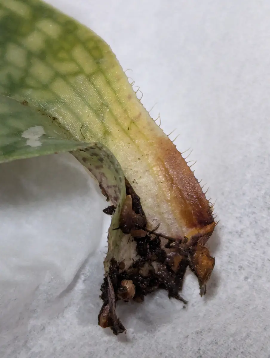 パフィオペディラムデレナティの下葉が茶色くなっていたので引