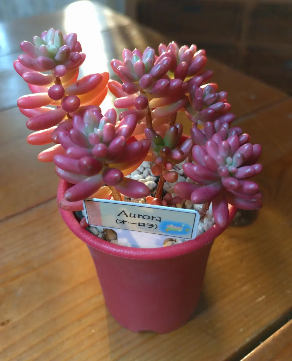 どうぞ宜しくお願い致します。昨年11月末に衝動買いした初めて