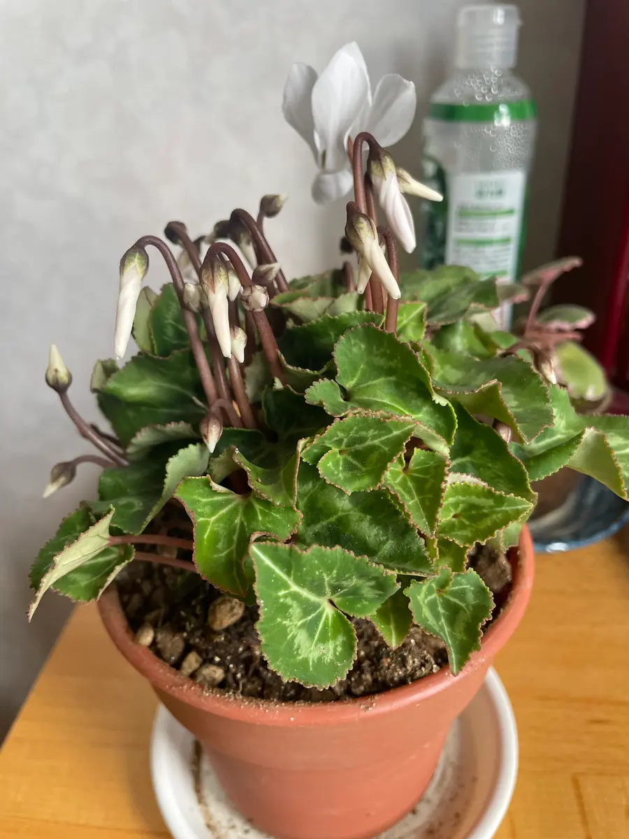 ぐら様専用 シクラメン ガーデンシクラメン 斑入り ガーデンシクラメン