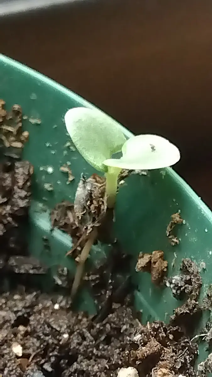 みかんの種を植えて発芽を待っていたのですが、みかんぽくない
