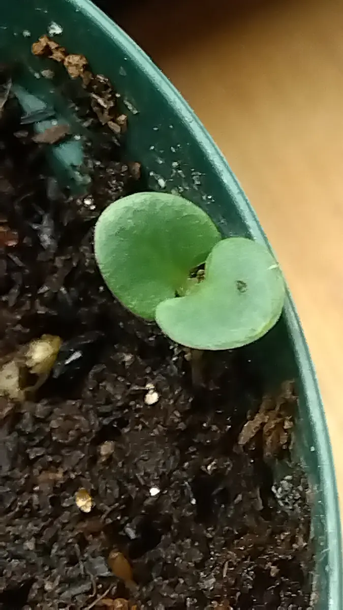 みかんの種を植えて発芽を待っていたのですが、みかんぽくない