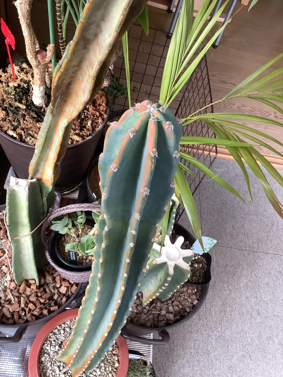 サボテンの鬼面角ですが鉢植えで軒下で育てています。そのうち