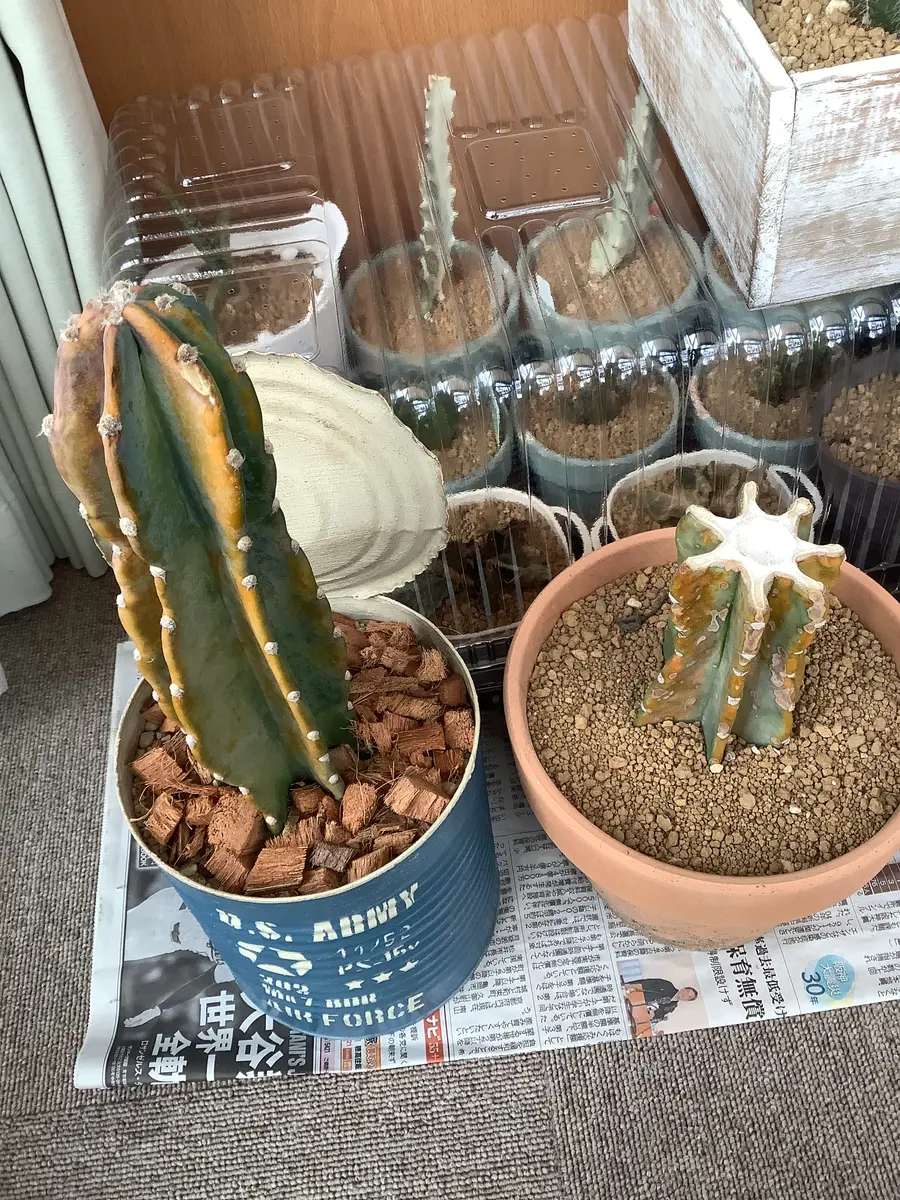 サボテンの鬼面角ですが鉢植えで軒下で育てています。そのうち