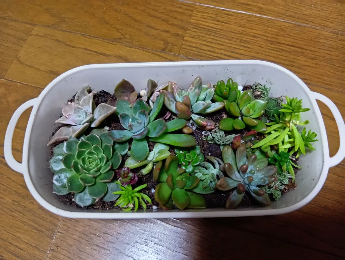 多肉植物⑤（お問合せはこちらからお願いします♪） 【公式通販】