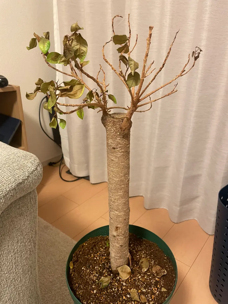一年半前に購入したパンダガジュマルが枯れてしまいました。明