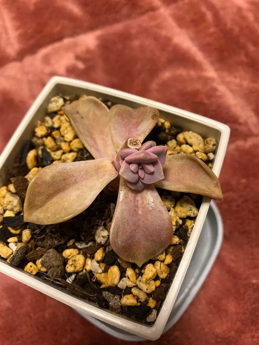多肉植物⑤（お問合せはこちらからお願いします♪） 多肉植物⑤（お問合せはこちらからお願いします♪）