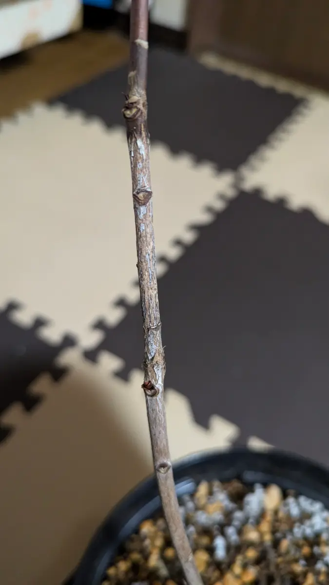 先日椿の状態について質問したものです。前回の質問はこちらで