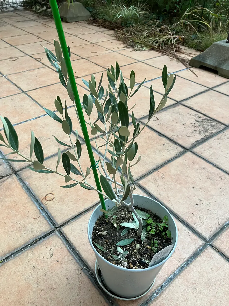 オリーブを育てたいです。今鉢植えで庭に置いてますが、葉が落｜園芸相談Q＆A｜みんなの趣味の園芸