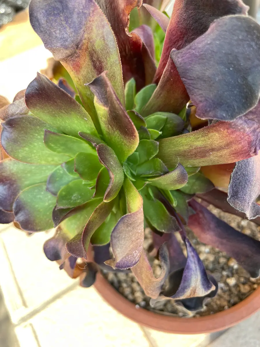 アエオニウムの葉と葉の間から新芽が出てきて、順調に育ってい