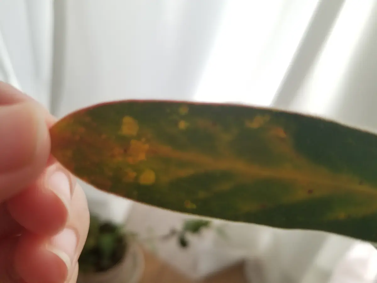 葉が茶色くかさぶたみたいになってたり、光に透かすと色むら?...|園芸相談Q&A|みんなの趣味の園芸
