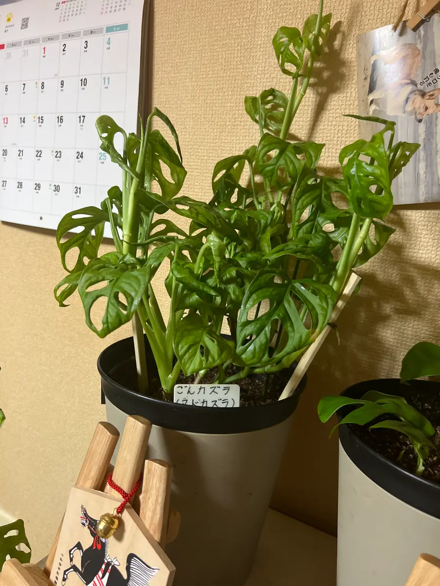 マドカズラについてシワシワなんですが量多過ぎませんか？葉