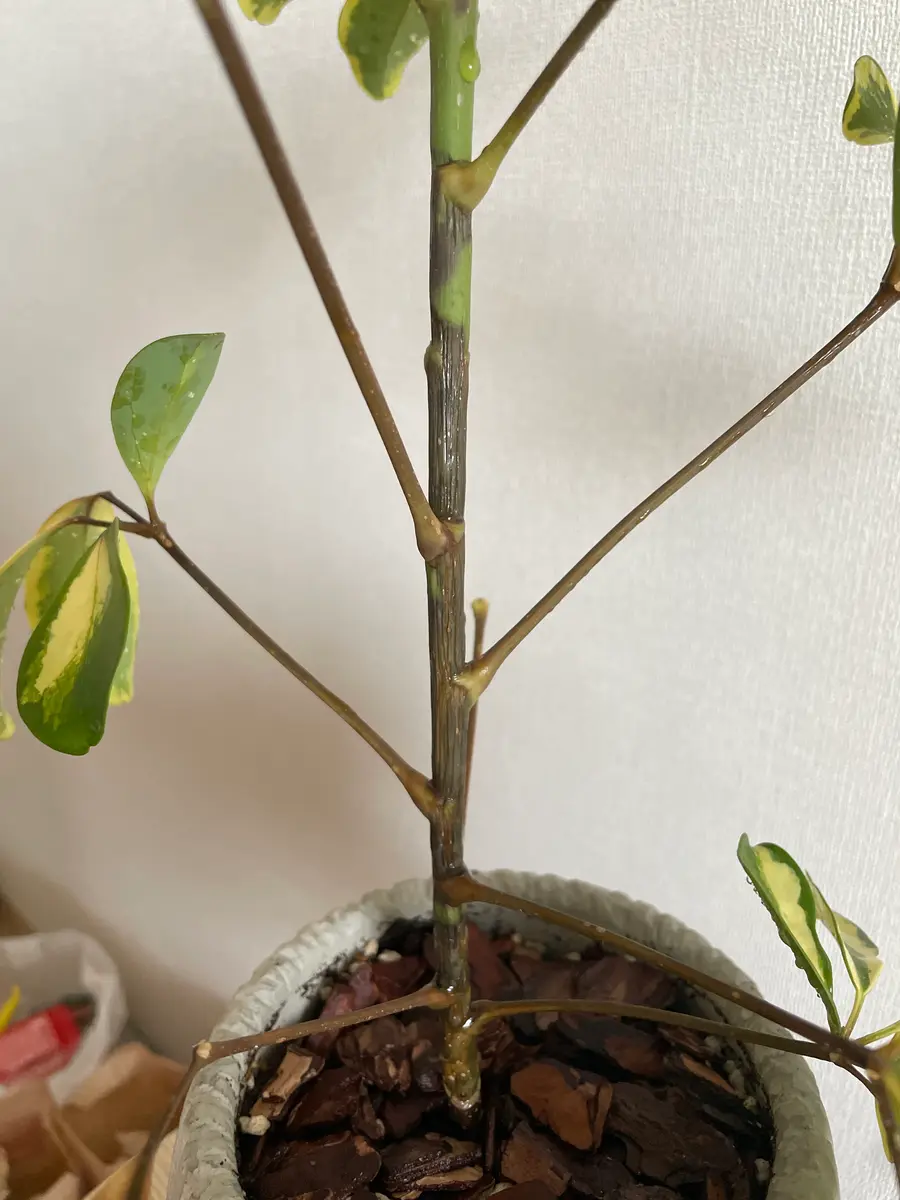 シェフレラですが、下の方から幹がしわしわに茶色く変色してき