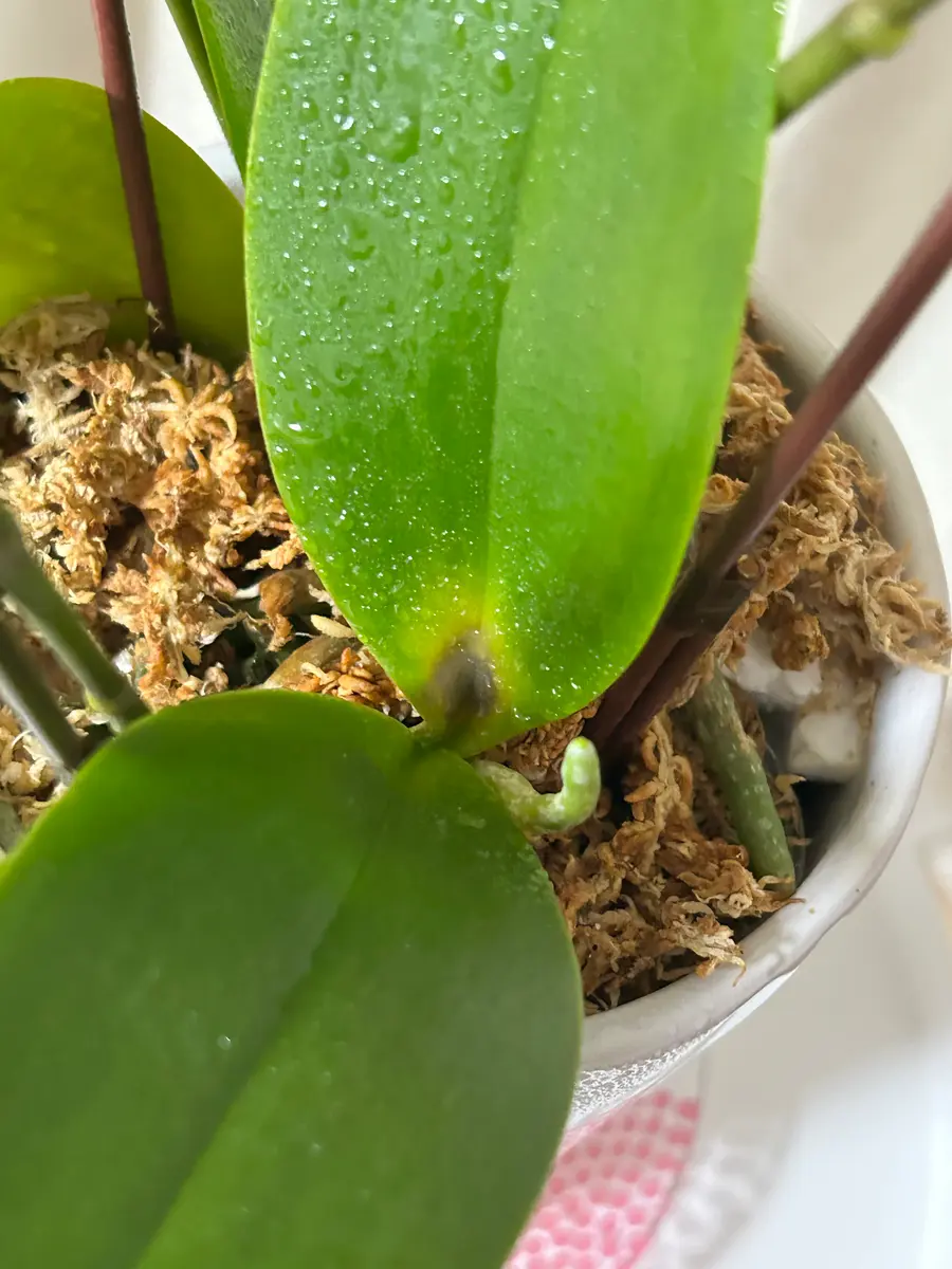 今月上旬に胡蝶蘭をいただきました。もらった時は花の数が今の2