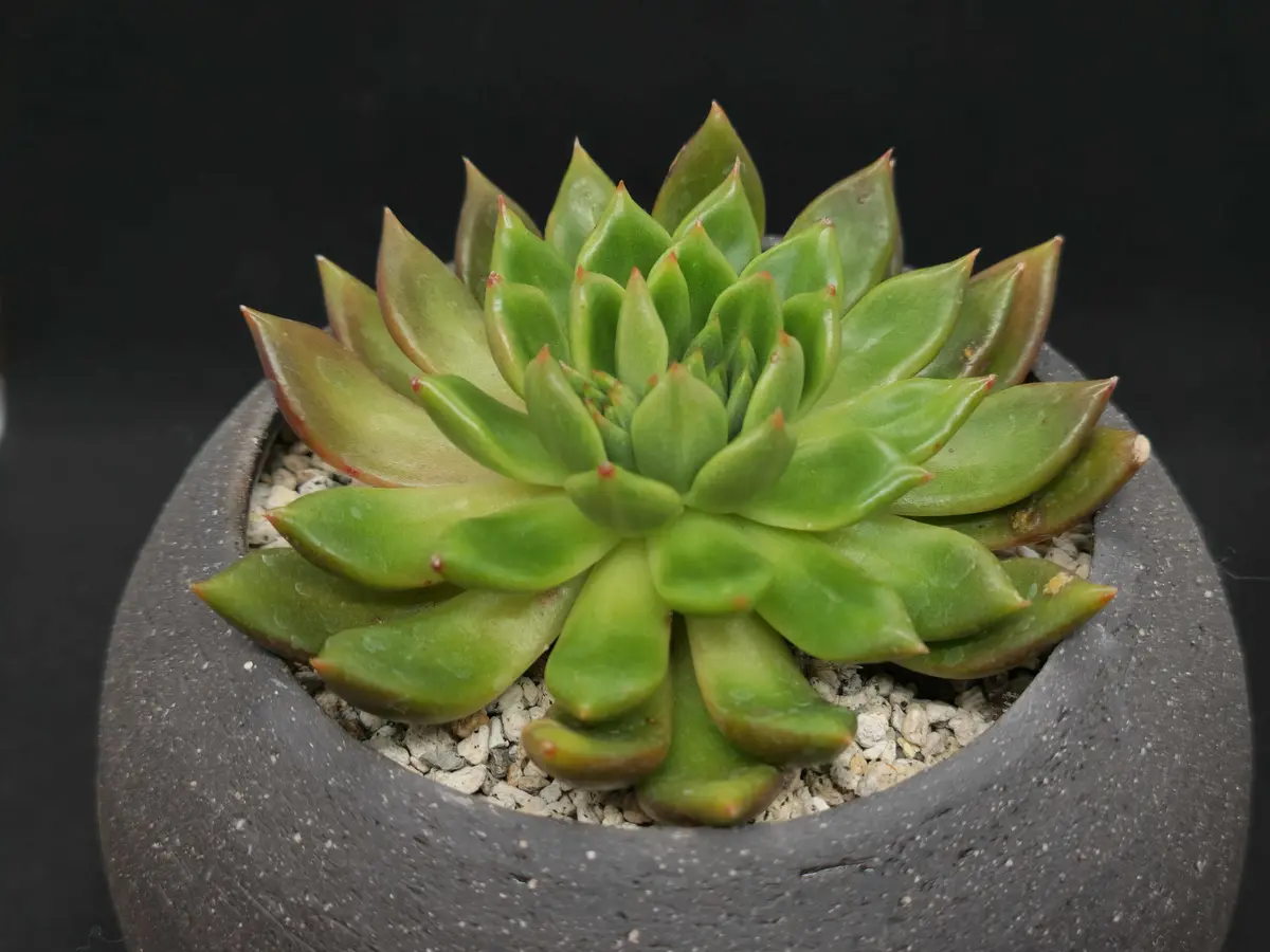 多肉植物のジェイドポイントを育てています。10月半ばから育て