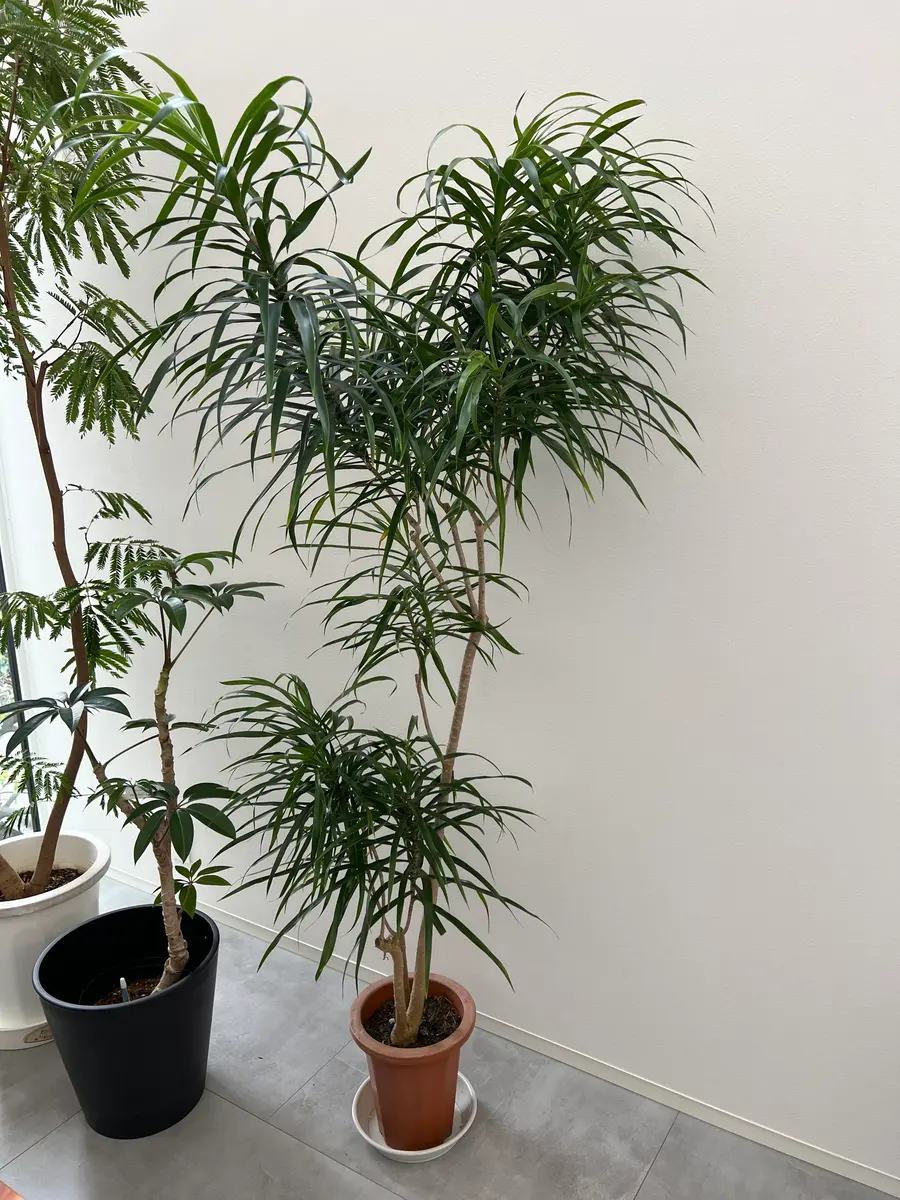 観葉植物 ドラセナ・リフレクサ（レフレクサ / アングスティフォリア） / 6寸・約W50cm×H100cm 観葉植物 &frasl; アングスティ 鉢皿 観葉植物数量限定ドラセナ・リフレクサ（レフレクサ 良形