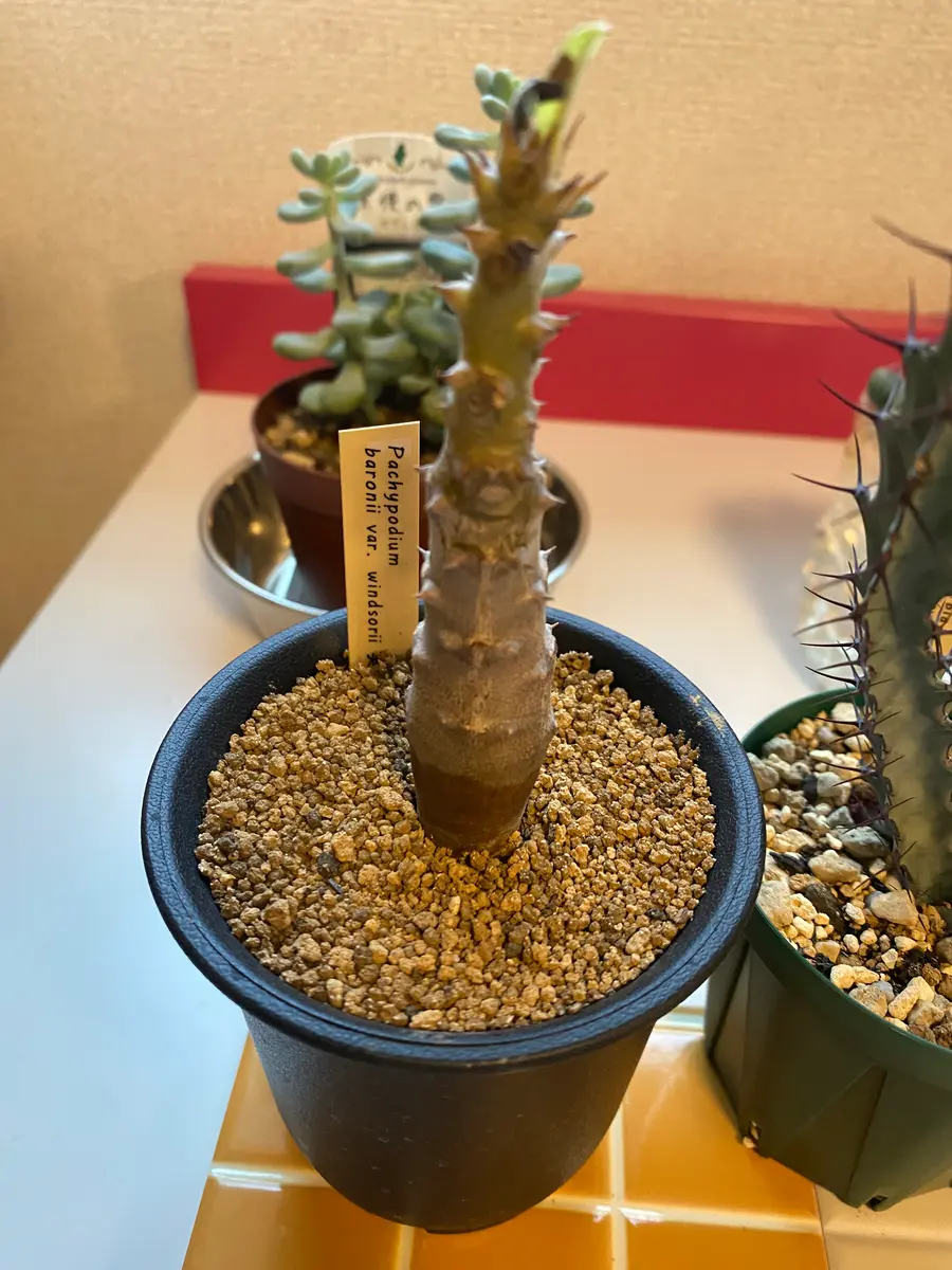 全品送料0円 パキポディウム育て方について教えてください！1月はじめに初 塊根植物・コーデックス