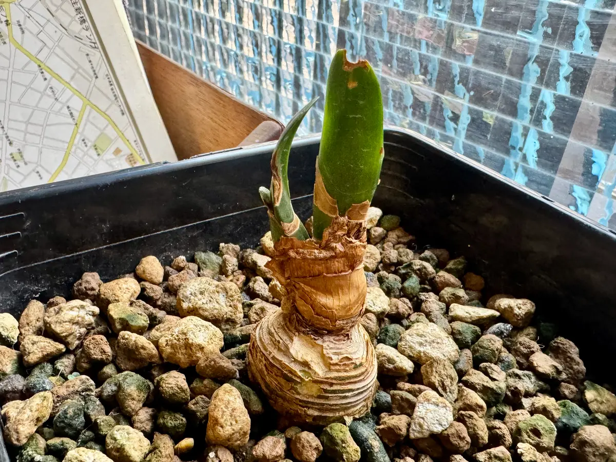 クンシランに関しての質問です。祖父の代からという我が家の｜園芸