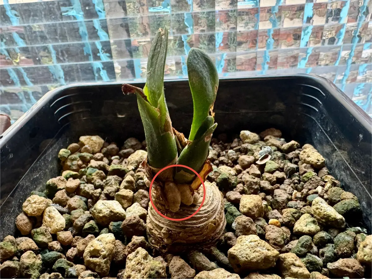 クンシランに関しての質問です。祖父の代からという我が家の｜園芸