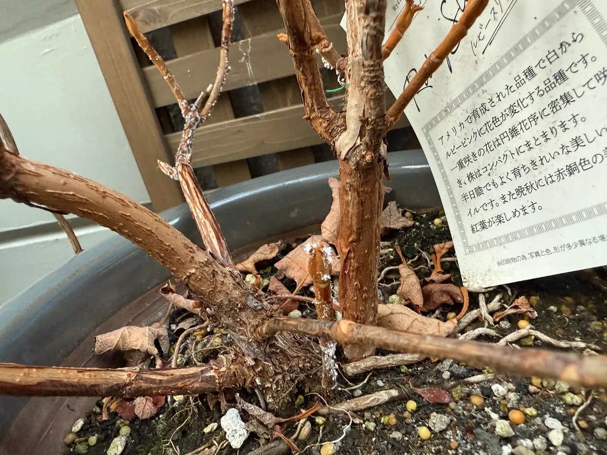 東京多摩地区です。ベランダ栽培の鉢植えのカシワバアジサイの 
