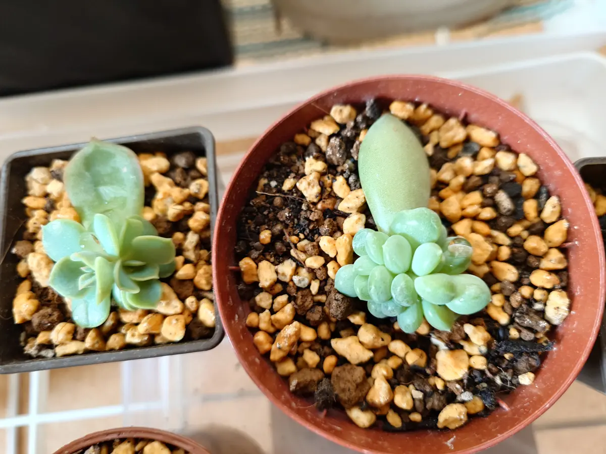 img_cache_q_41752_1_1737677773