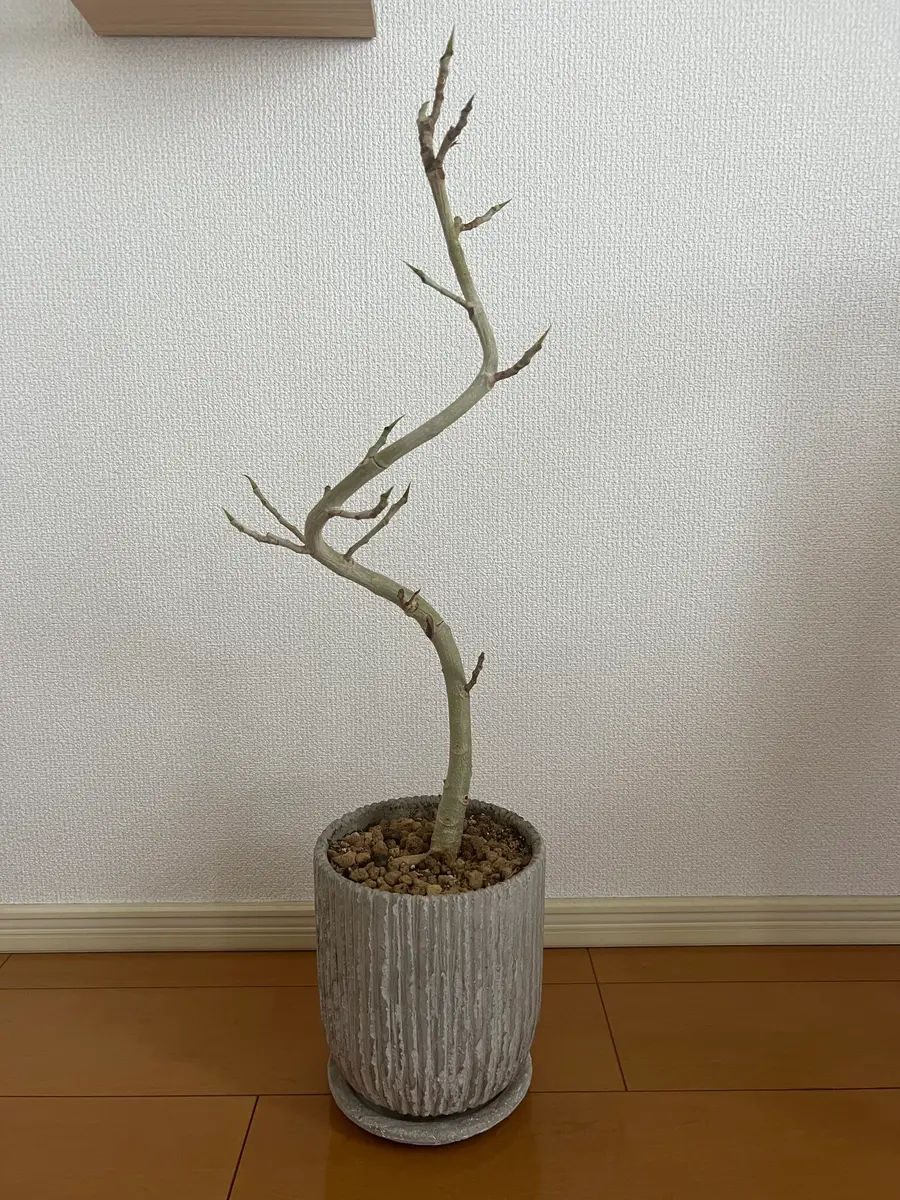 2024年6月に購入したベンガレンシスです。つい先日まで濃い緑｜園芸