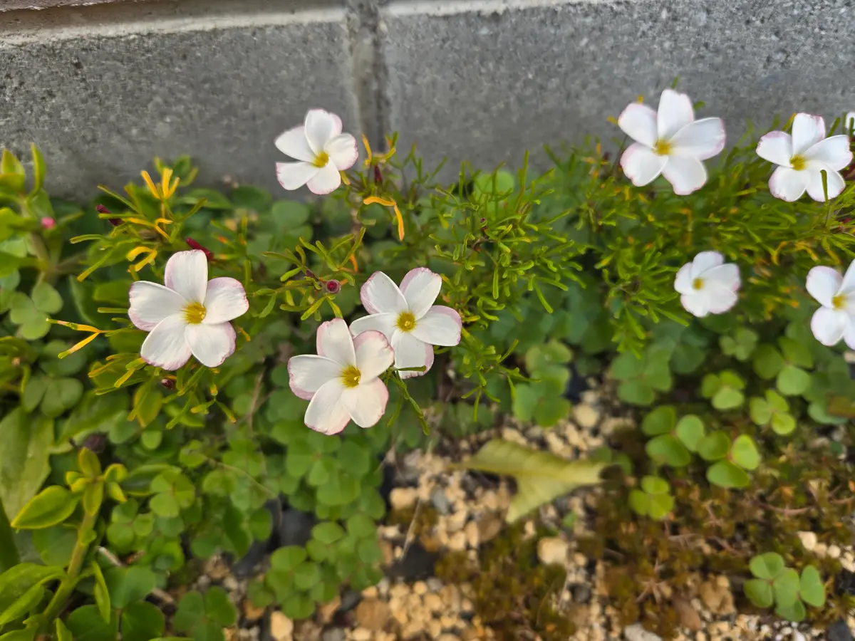 この花の名前を教えてください。宿根草のようです。毎年咲きま  