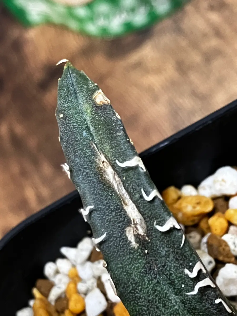 メルカリでアガベを購入しました出品写真では分かりづらかった
