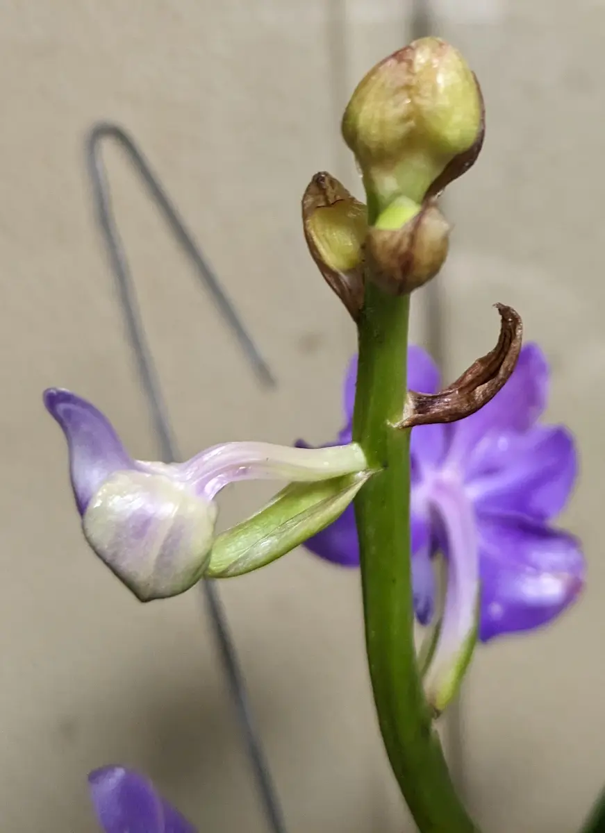 バンダについてです今月の洋蘭展でつぼみ付き株を買ったので｜園芸