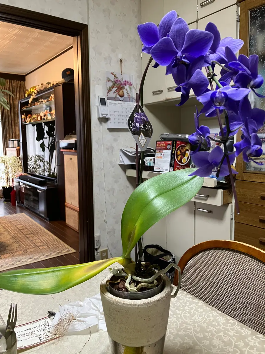 すず様専用。超希少❗️胡蝶蘭❤️ブルージーン 3本立 青色胡蝶蘭
