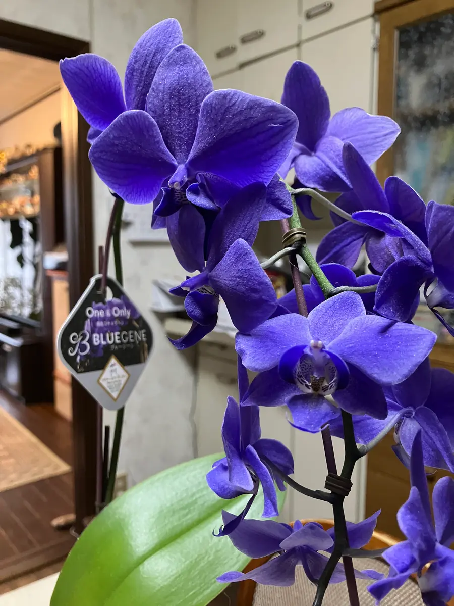 雑誌で紹介された 青色胡蝶蘭 花は3ヶ月も咲 ブルージーンの花が咲いた鉢を頂き その他