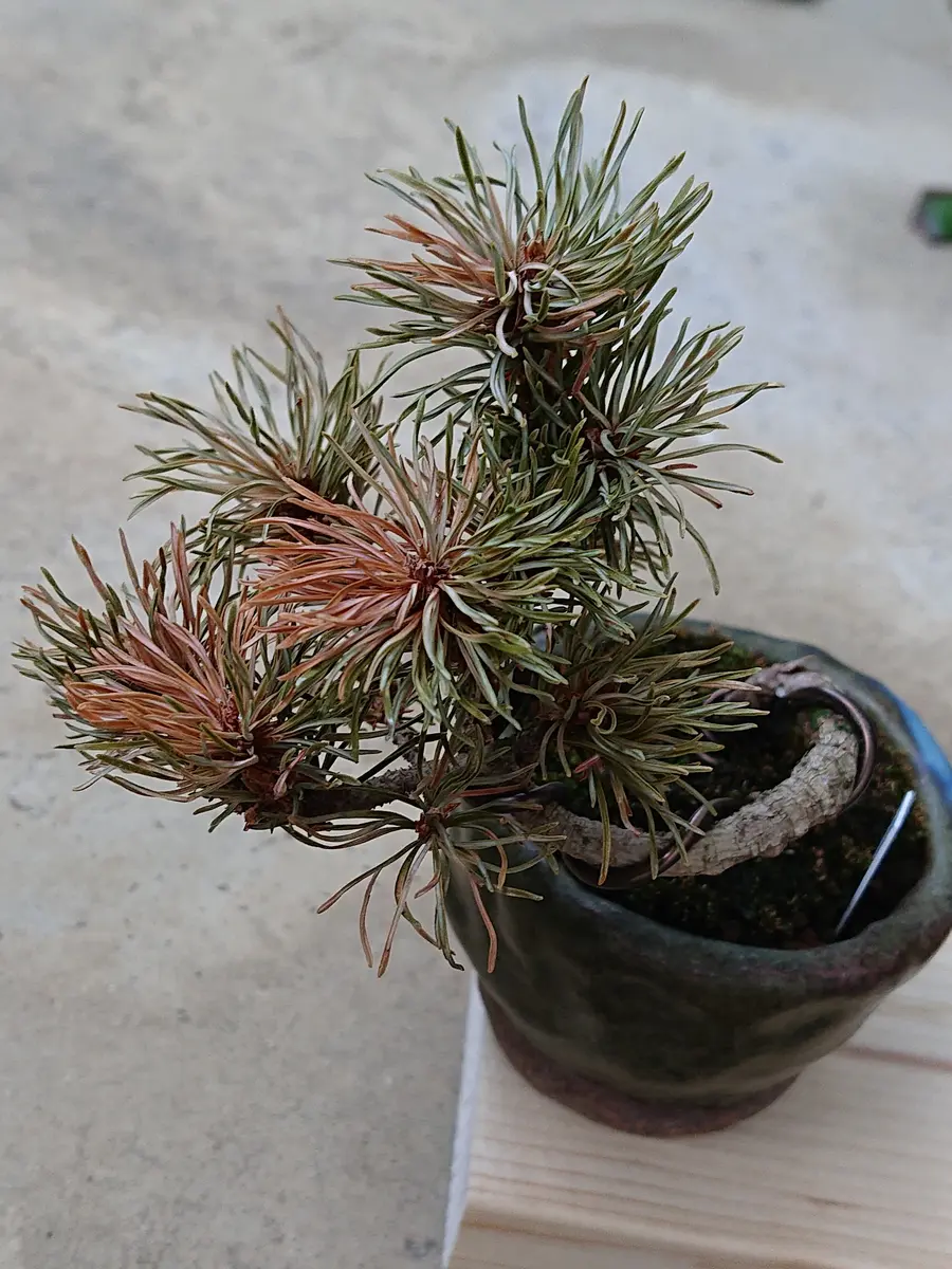 初めでの五葉松。こうなったらもう手だてはありませんか？｜園芸相談