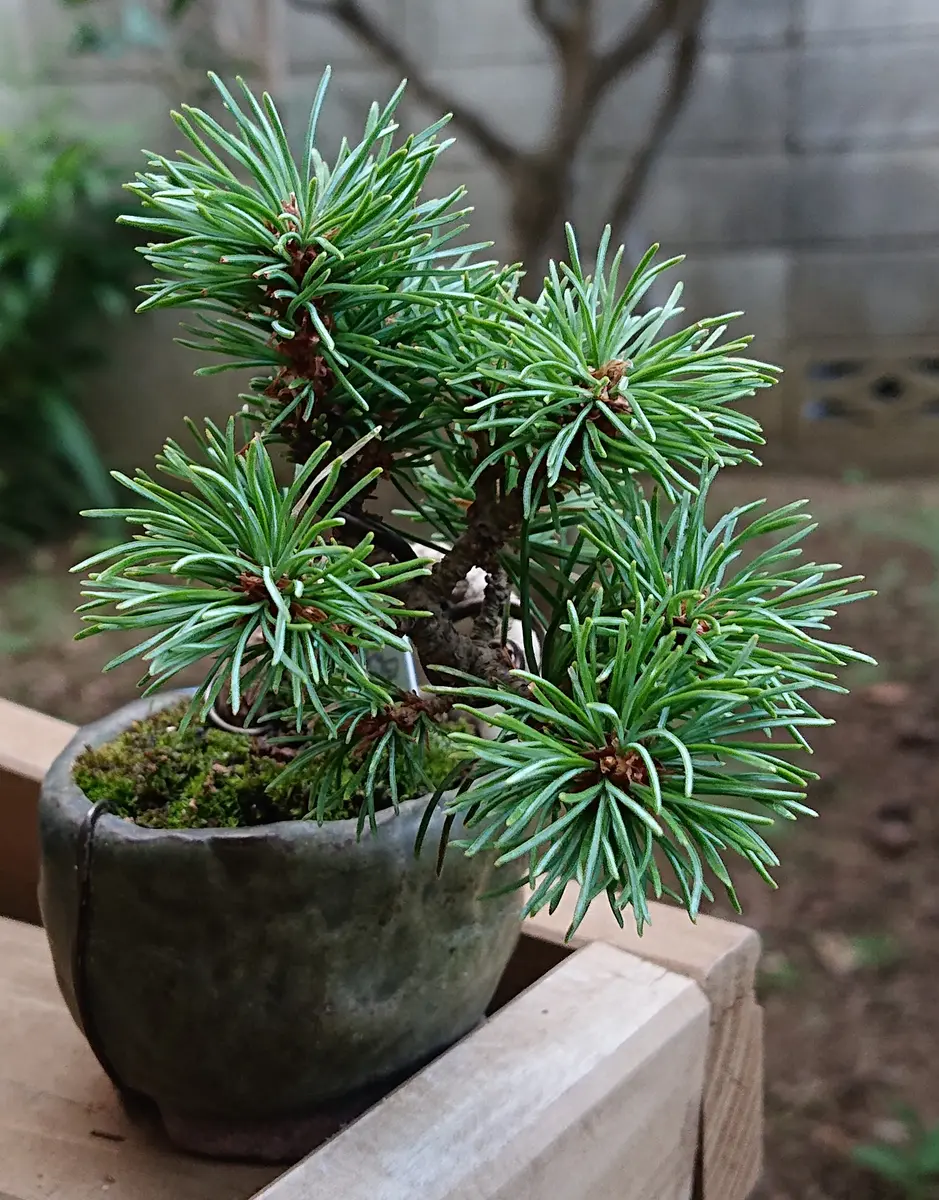 初めでの五葉松。こうなったらもう手だてはありませんか？｜園芸相談
