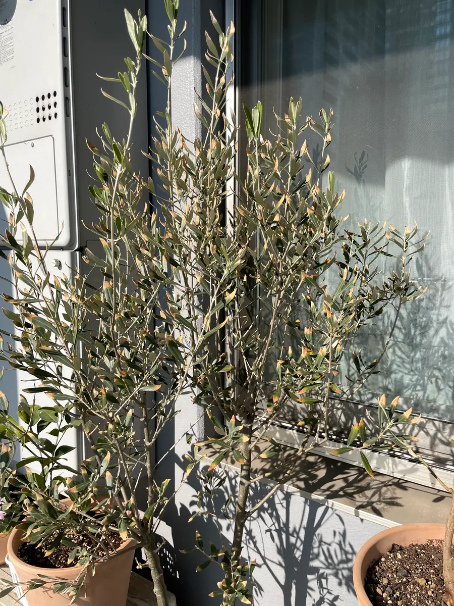オリーブ の 木 葉っぱ が 落ちる