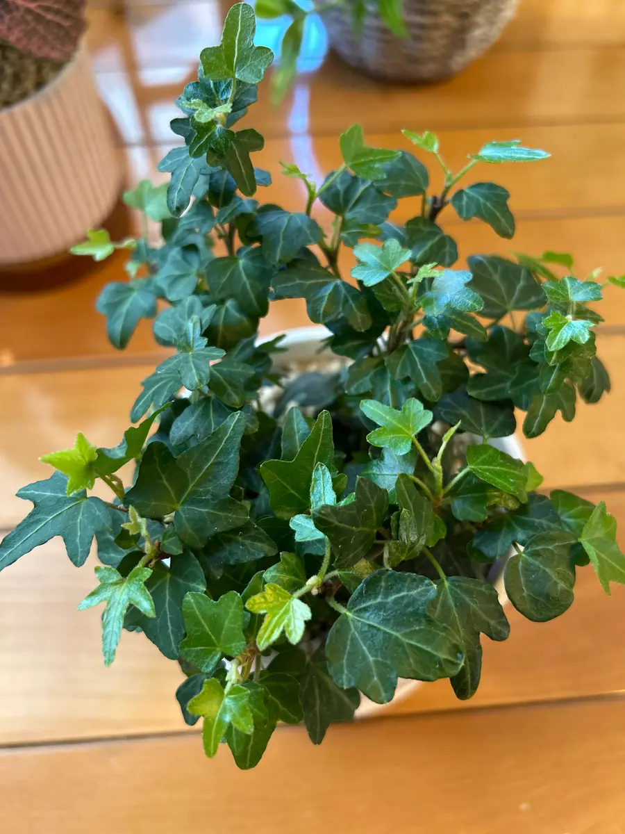 いつもありがとうございます！ホームセンターなどに多いと思う